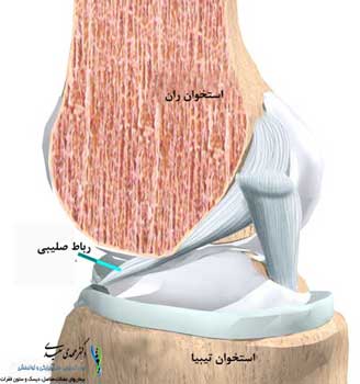 رباط صلیبی کجاست و چه کاری انجام می‌دهد؟ 