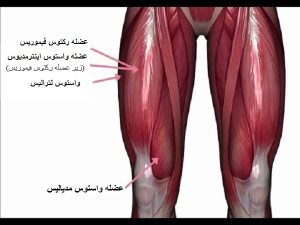 عضلات چهار سر ران